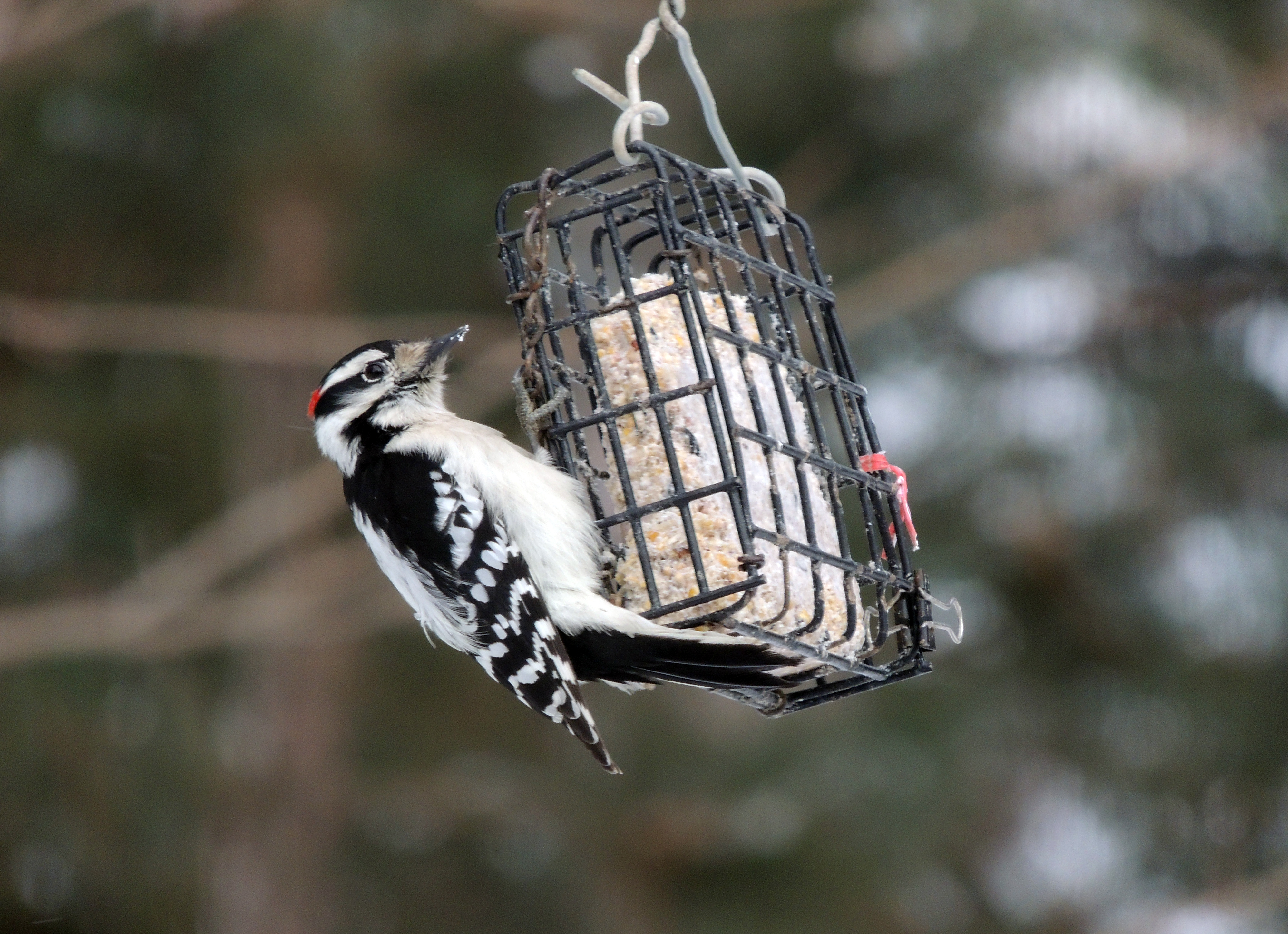 Downey Woodpecker on our suet feeder