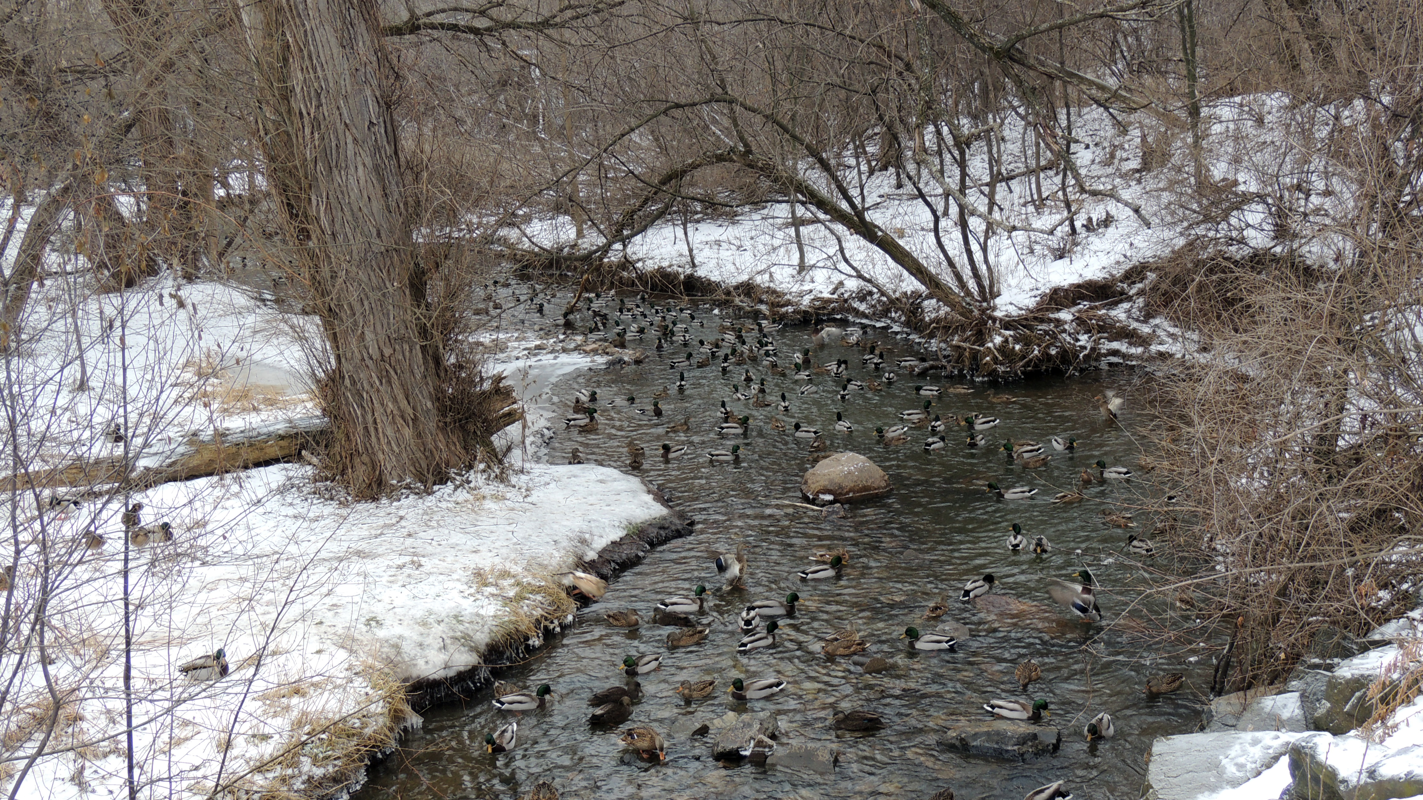 Mallards and Black Duck at Bos Creek