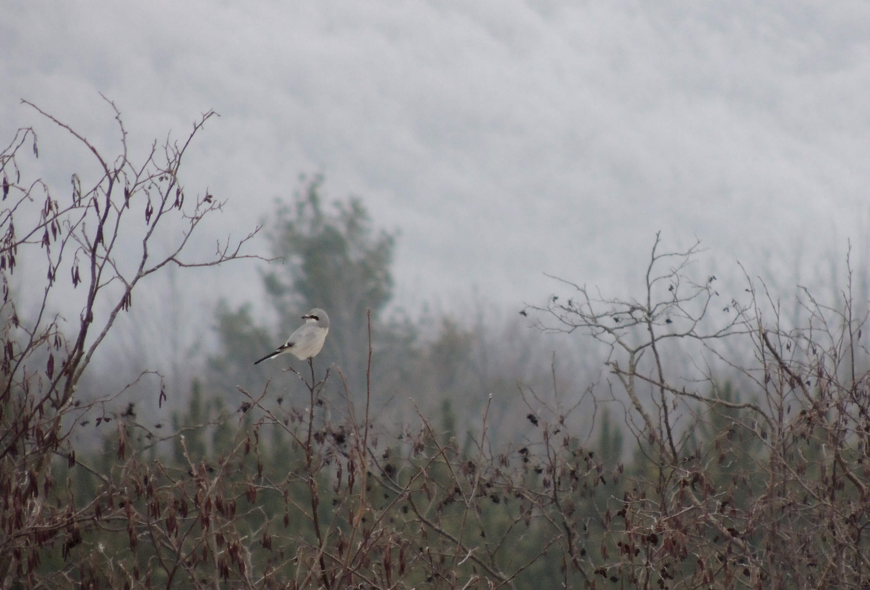 Our second Northern Shrike for the day.