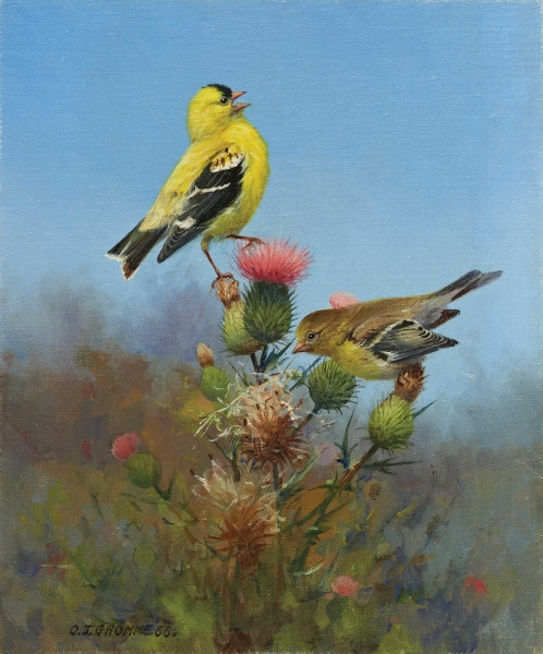 Gromme-goldfinches
