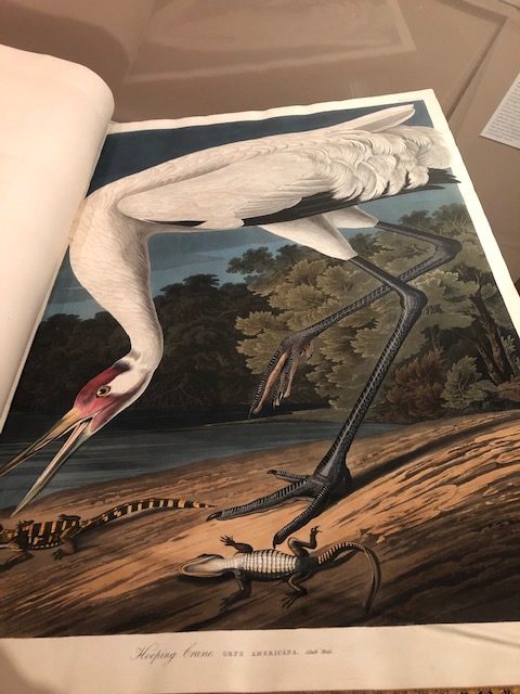 Photo of a painting of a crane included in one of John James Audobon's Birds of America