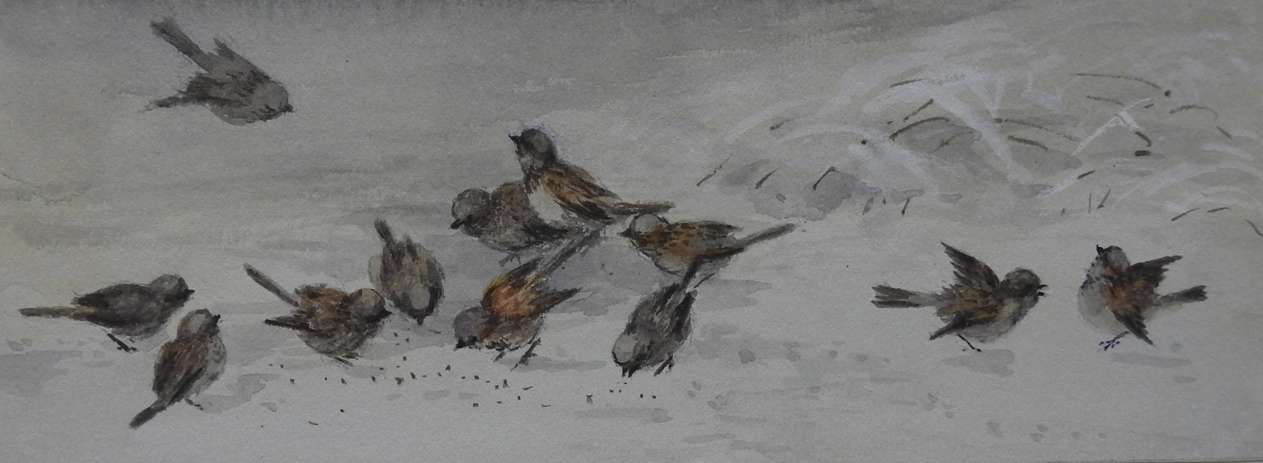 A flock of birds pecking at the snow to find seeds.