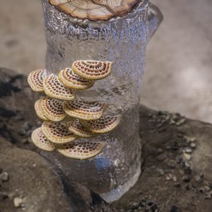 glass stump sculpture with fungus growing on side and tree rings at the top.