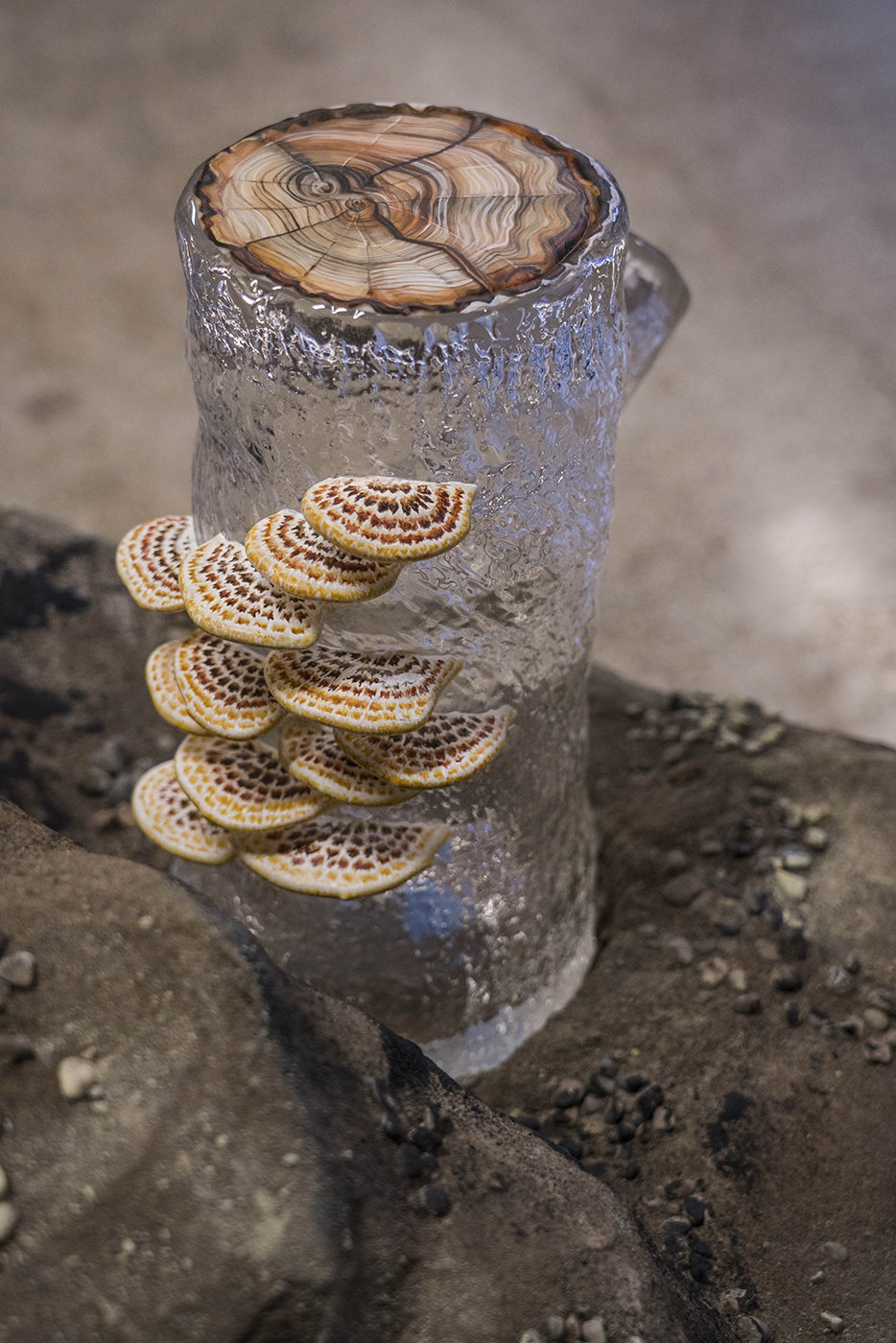 glass stump sculpture with fungus growing on side and tree rings at the top.