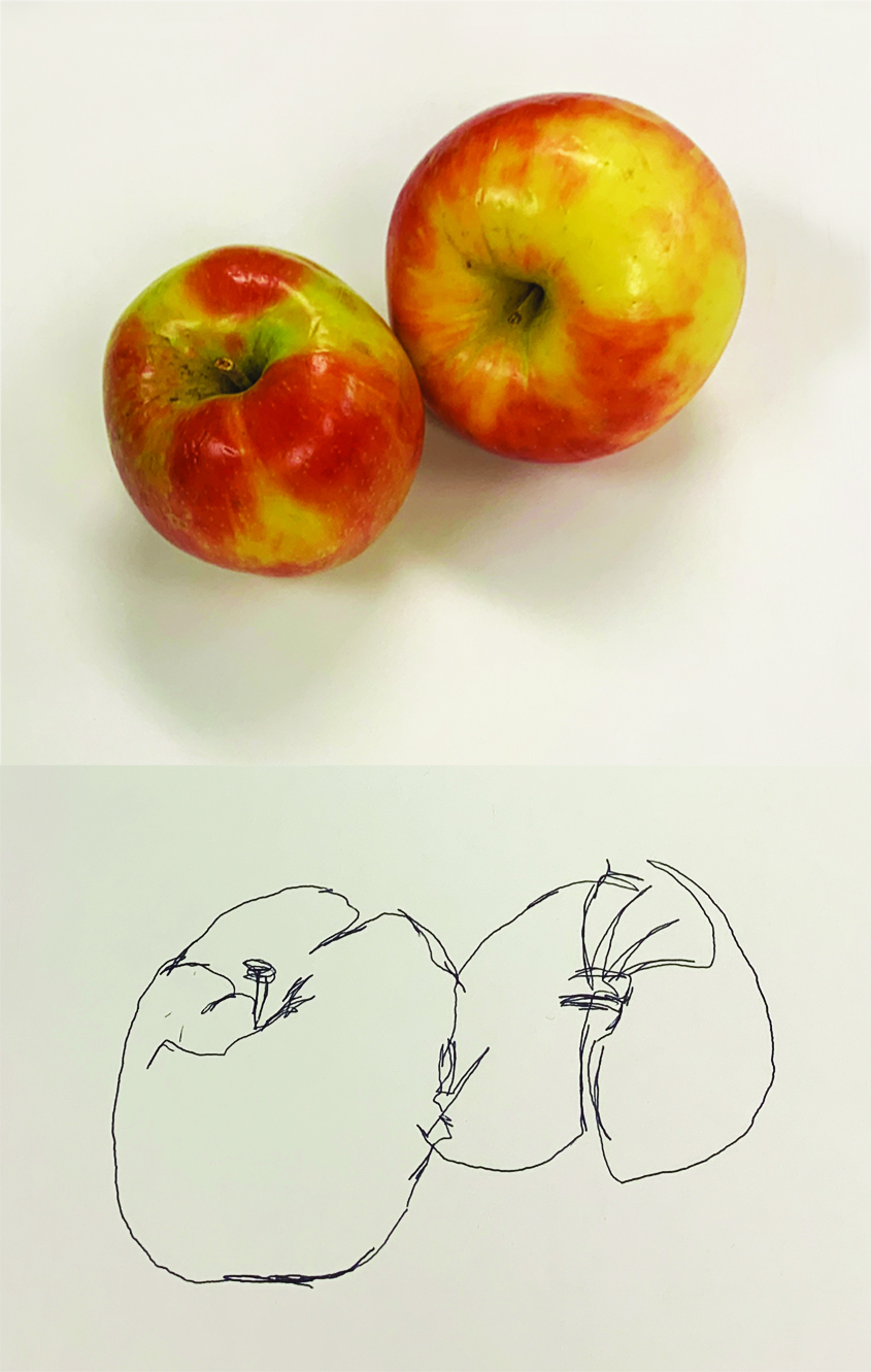 Two apples rest, leaning against one another in the top half of the image. The bottom half of the image shows a blind contour line drawing of the apples.