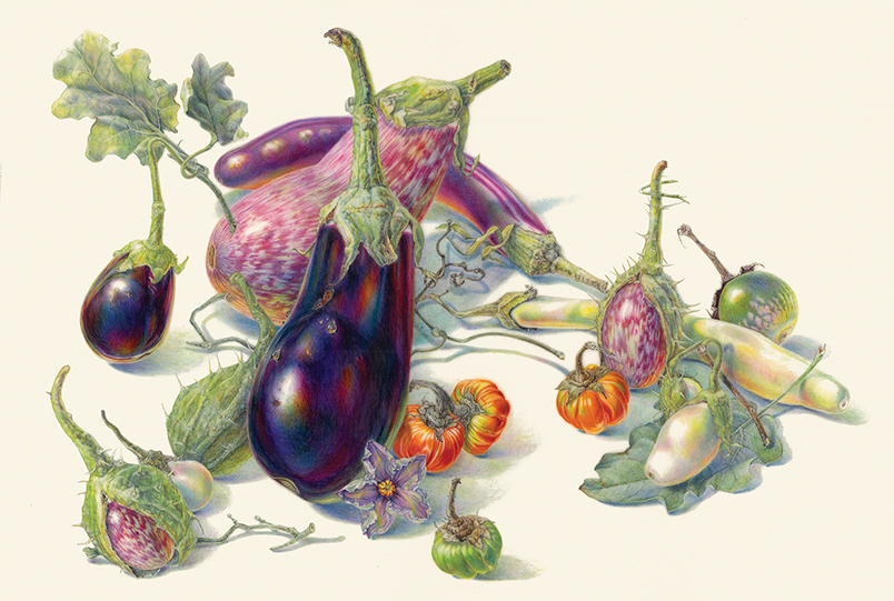 Two large eggplants, one a dark purple and the other a speckled lavender and white, are among other smaller eggplants, blossoms, leaves, and vines.