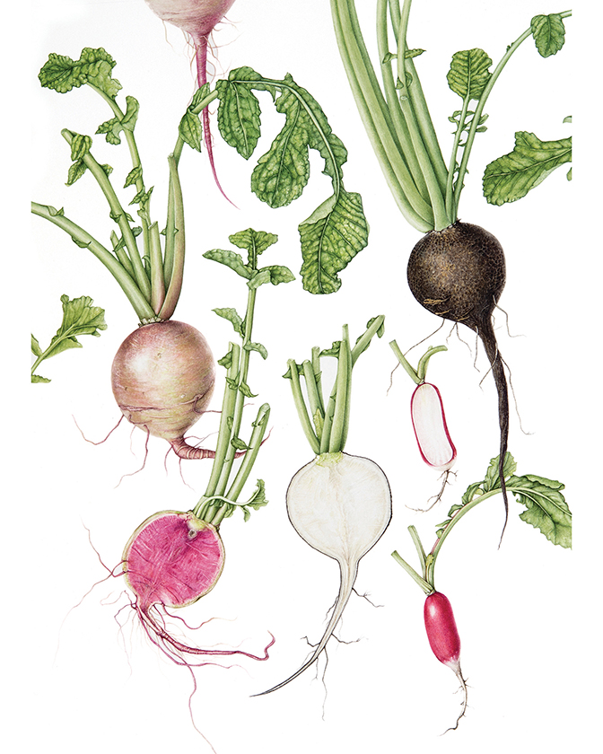 Several radishes, with green stems and leaves sprouting from each top and delicate roots extending below, are arranged on a white background. Three of the radishes are cut in half to show pink and white interior colors.