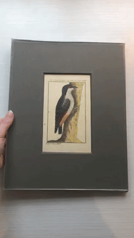 A picture of a woodpecker mounted in brown paper, titled to show the edge of the environmental sealing.