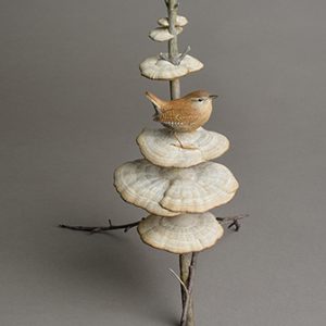 A small reddish brown bird perches on one of about five fungus discs arranged vertically on a branch