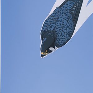 A peregrin falcon plunges downward through a blue sky in the background.