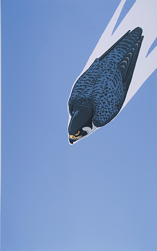 A peregrin falcon plunges downward through a blue sky in the background.