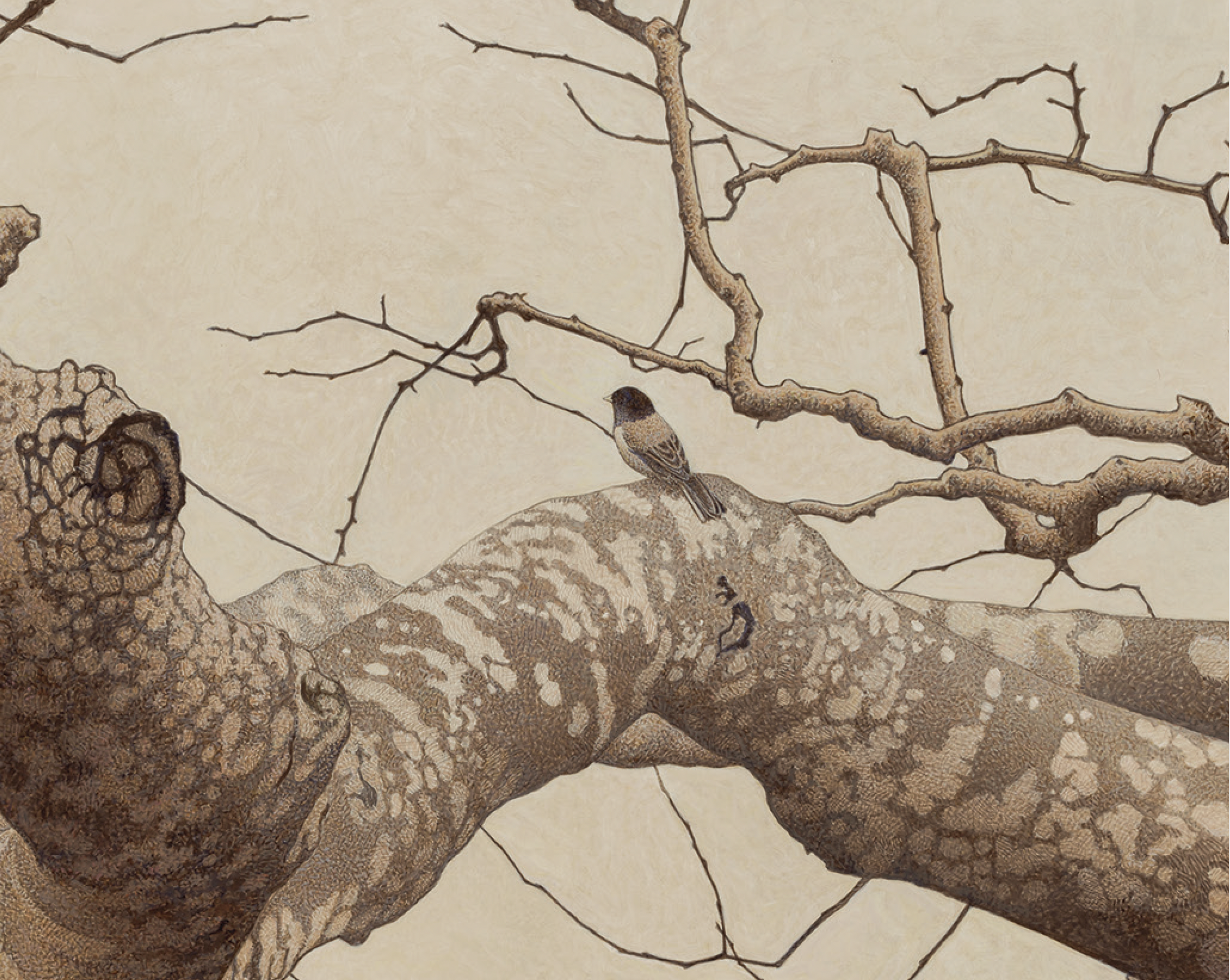 Birds in Art 2022 Catalogue Cover artwork by Barbara Banthien of a bird, a dark-eyed junco, perched on a sweetgum tree branch