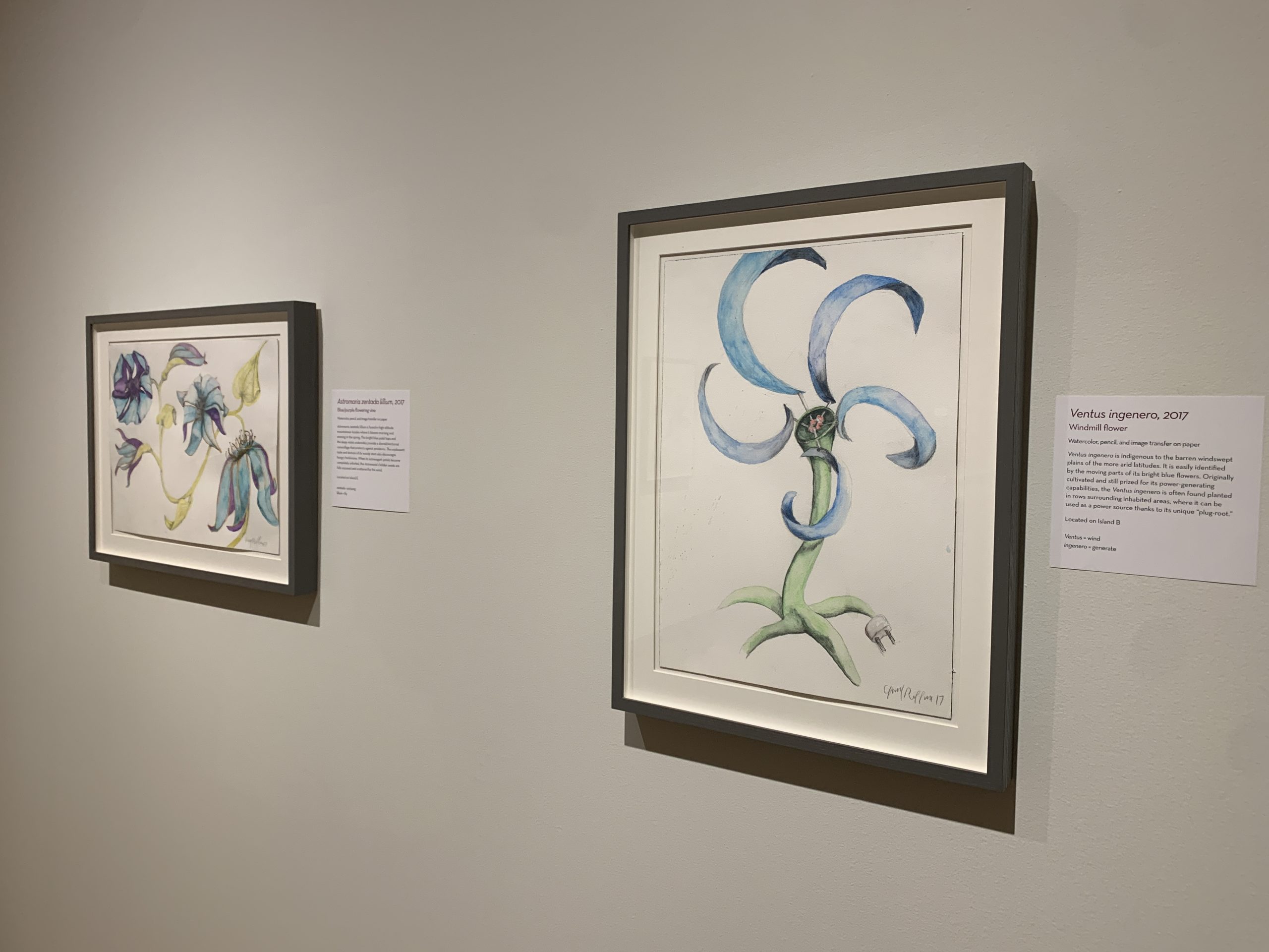Drawings made with watercolor and colored pencil hang in a gallery, depicting a flower with windmill-like, blue petals. The stem of the flower turns into an electrical plug.