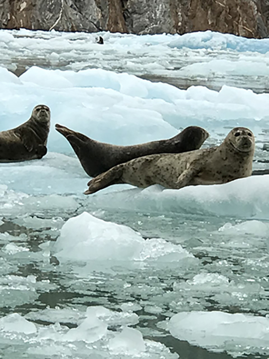 Three brownish-gray seals stretch out on their stomachs on light gray icebergs floating on darker gray water with a rocky shoreline in the background.