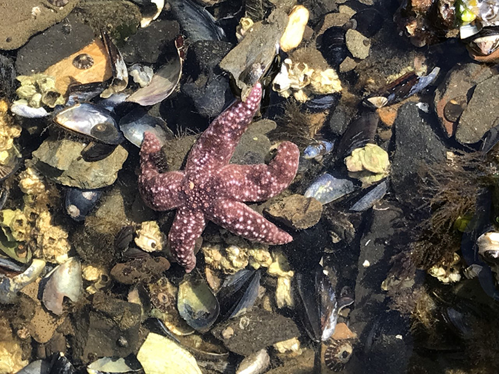 A reddish-brown starfish with white spots rests on a pile of shells and seaweed, all in varying shades of brown, tan, white, and gray.
