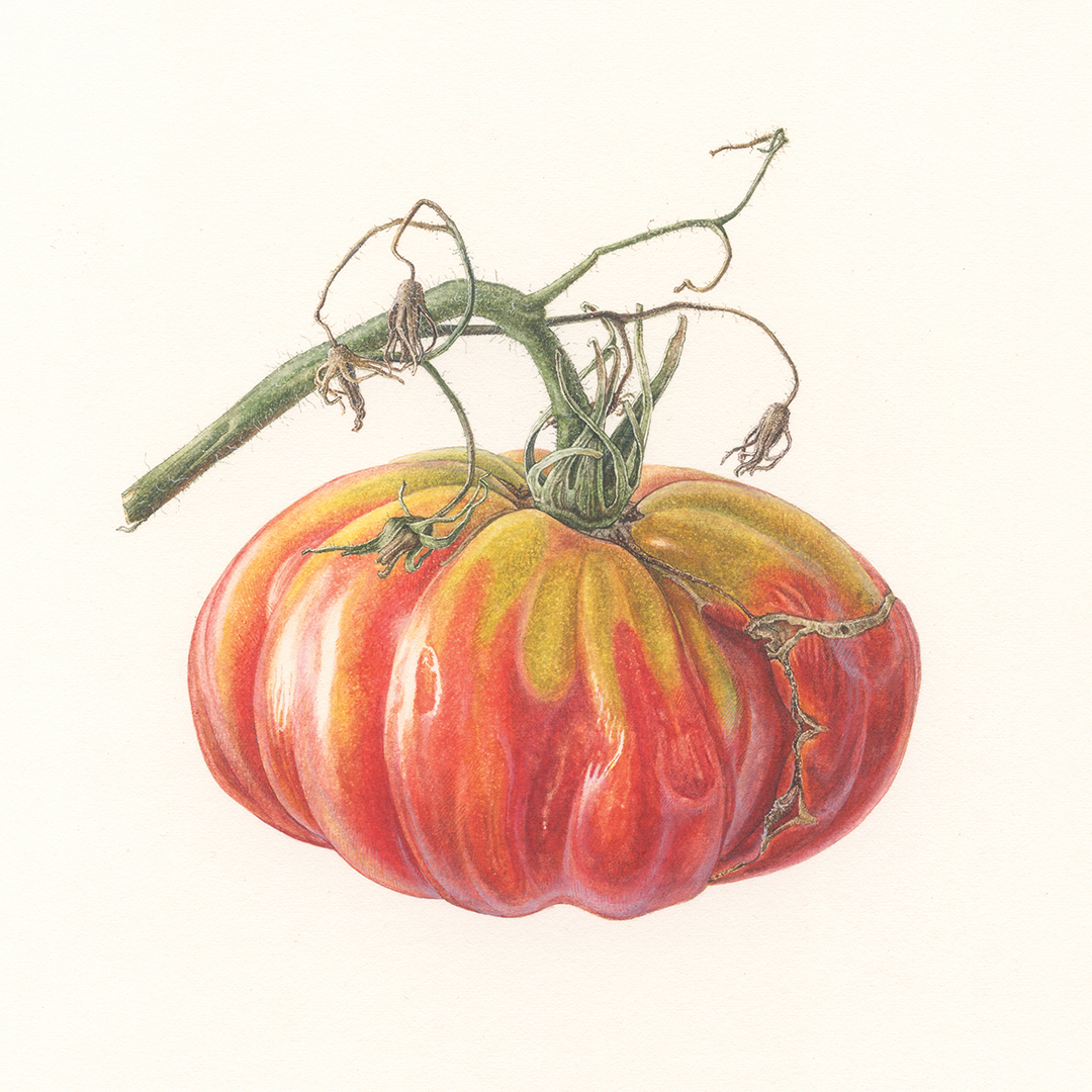 painting of a red, ripe tomato with green stem
