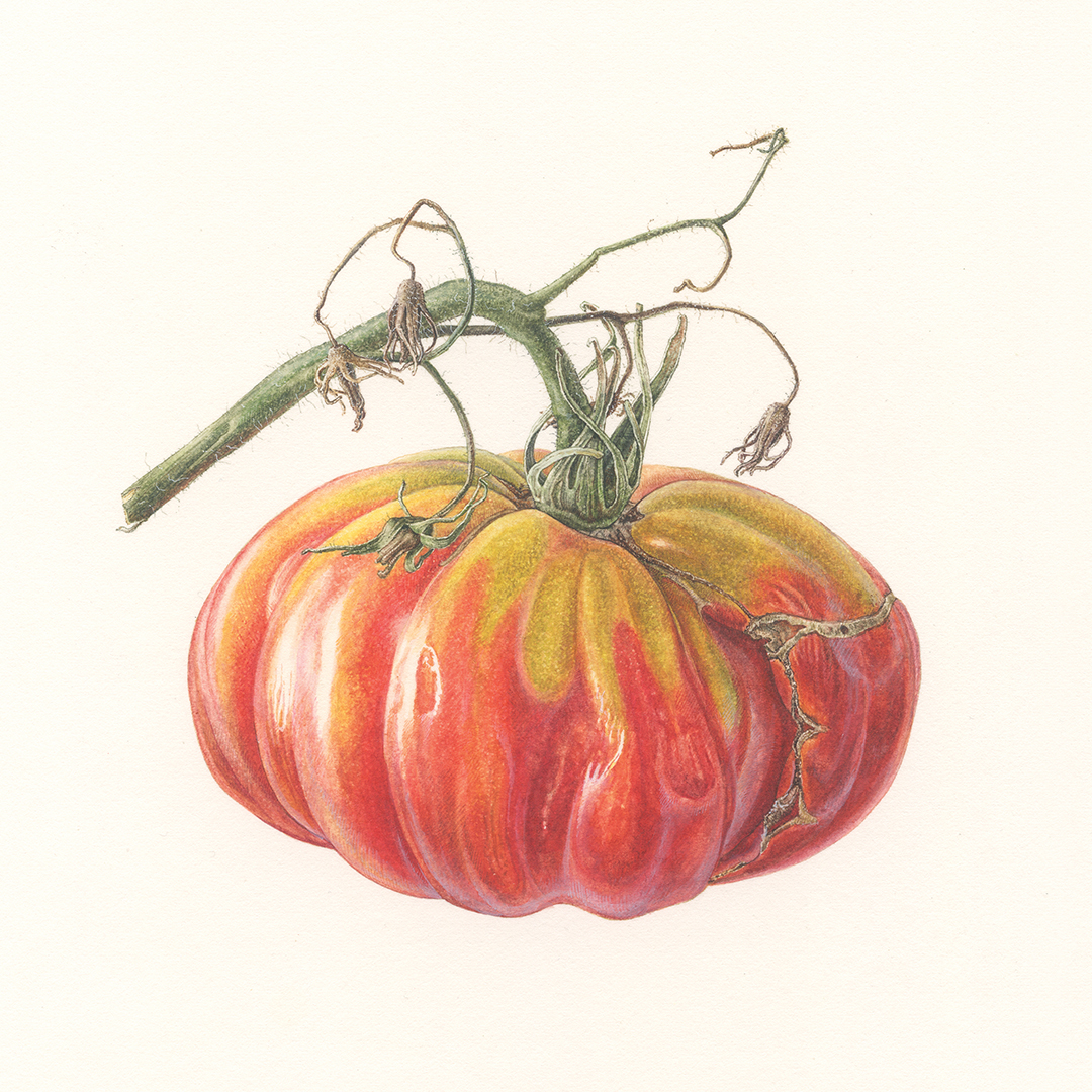 painting of a red, ripe tomato with green stem