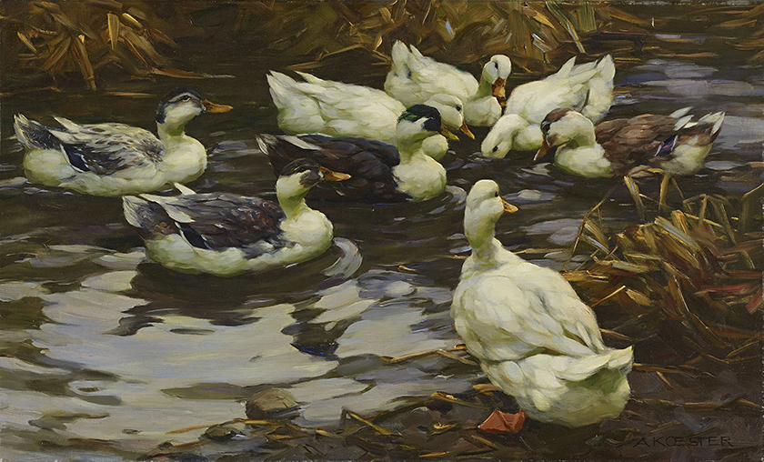 Eight ducks, seen from above, cluster at water's edge in the evening light.