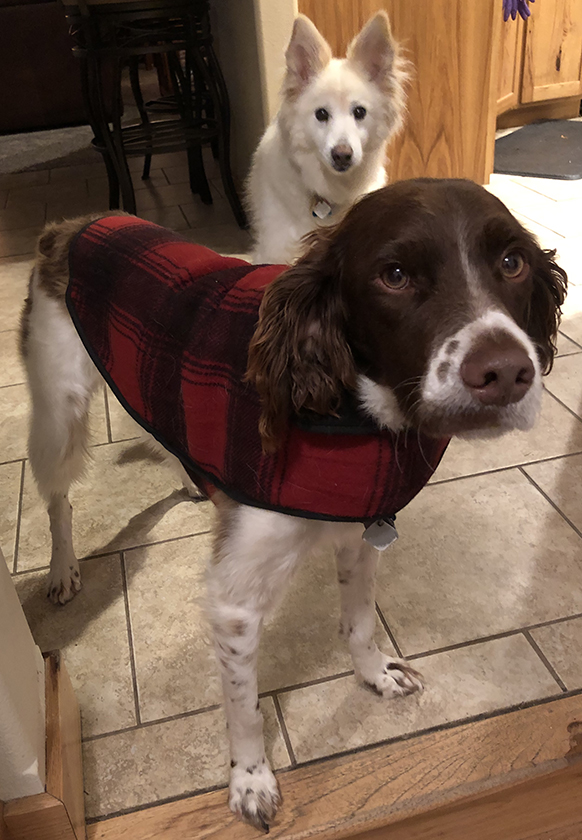 Photo of two dogs, one in a red plaid Critter Kromer coat.