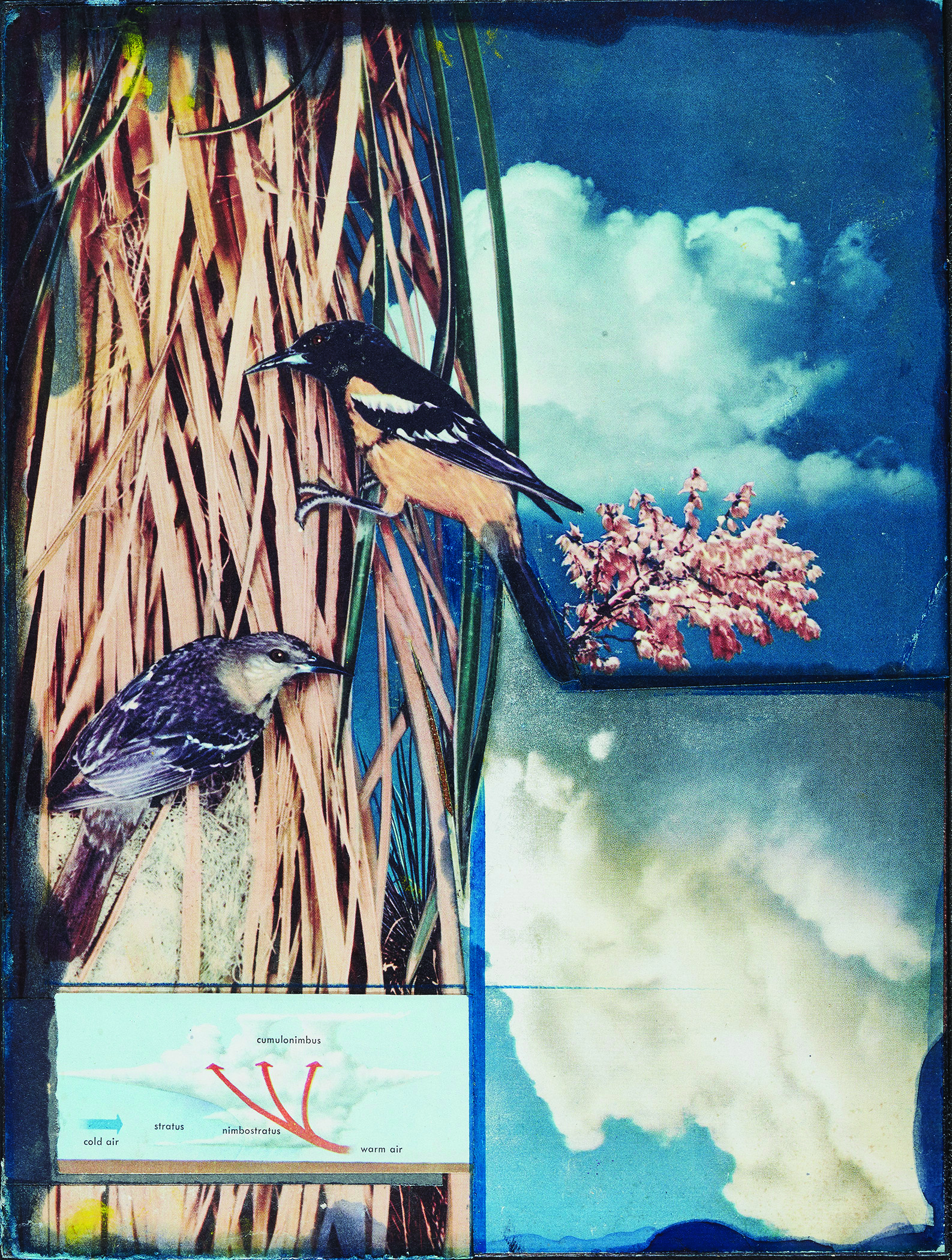 A Joseph Cornell collage that features two birds in the left half of the composition collaged on top of images of clouds and foliage.