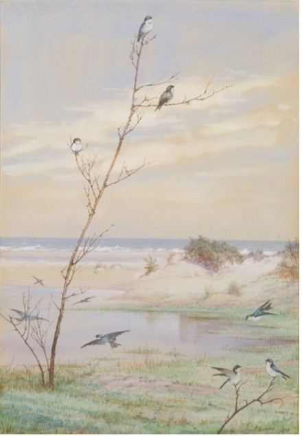 A large body of water visible in the background with a branch in the foreground and a few small birds perching on it. 