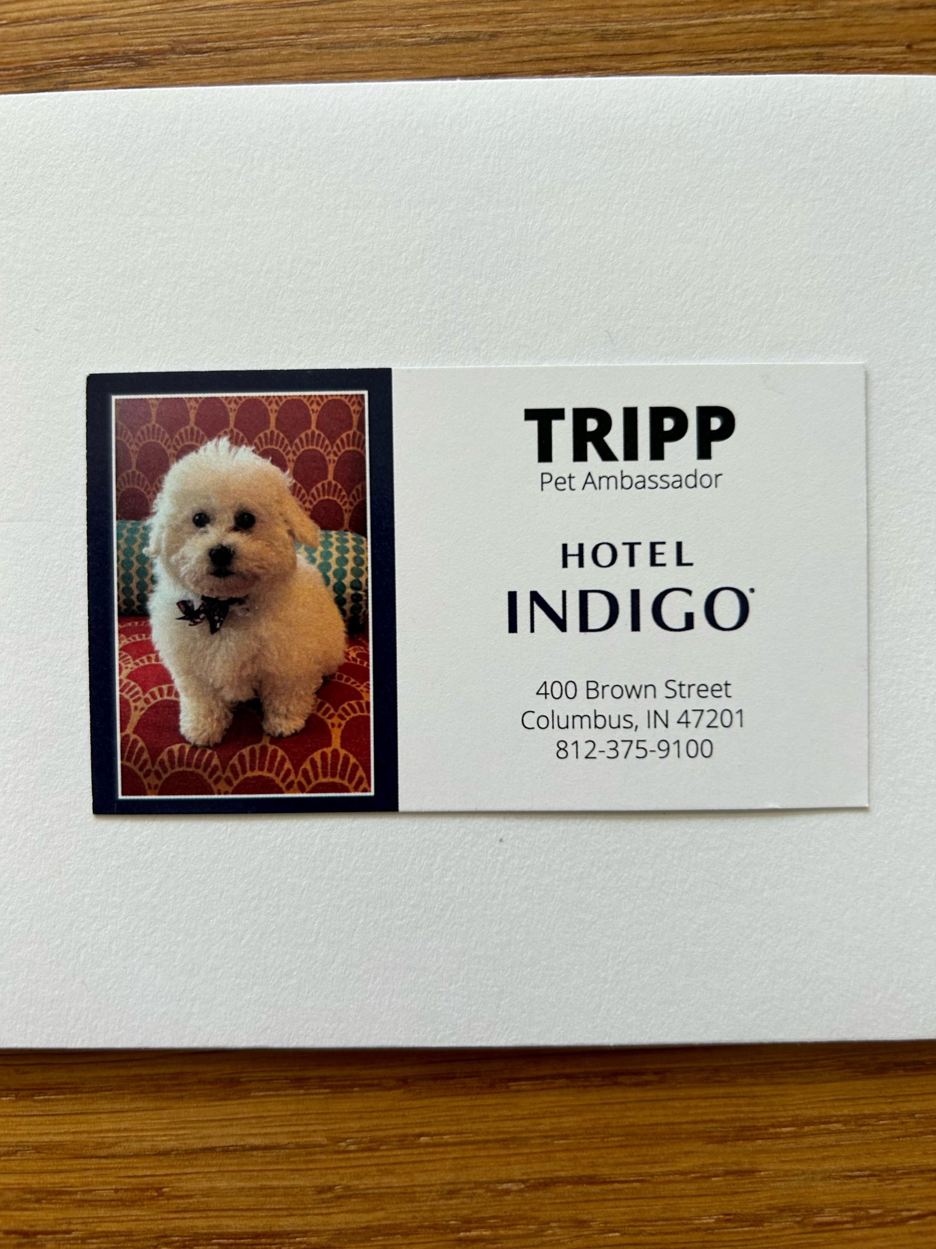 This image shows the business card of a little white dog, the hotel's pet ambassador