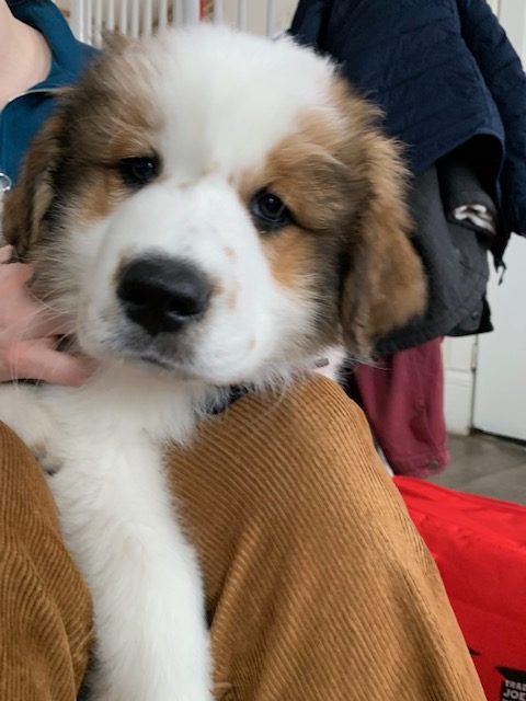 Puppy looking into the camera sitting on a lap.