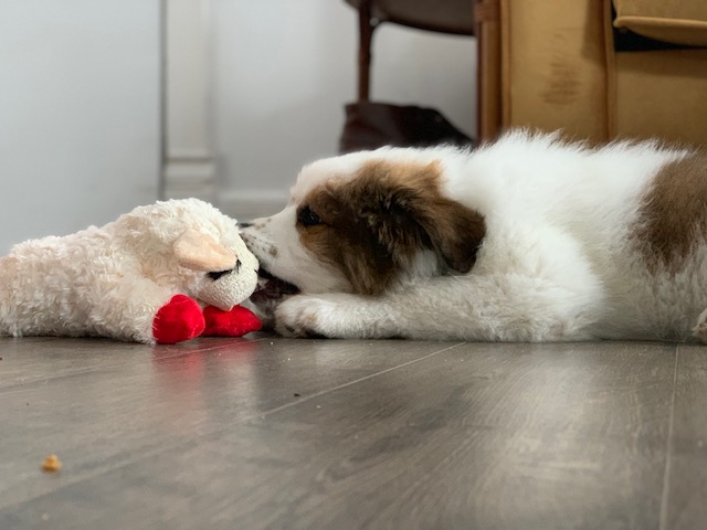 Puppy on the floor with his mouth on a toy