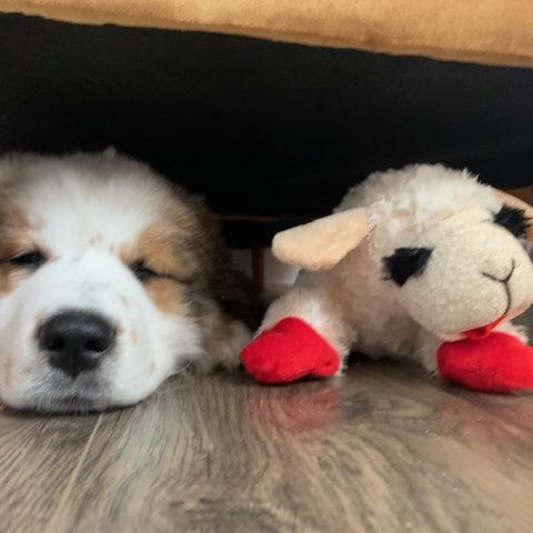 Puppy with toy under a couch