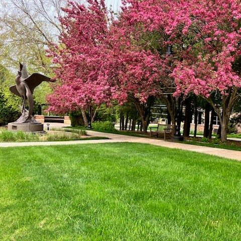 This photo shows beautiful grass in front of the blossoming crab apple trees on the Museum's campus