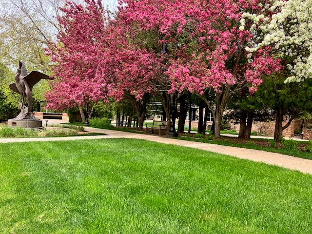 This photo shows beautiful grass in front of the blossoming crab apple trees on the Museum's campus