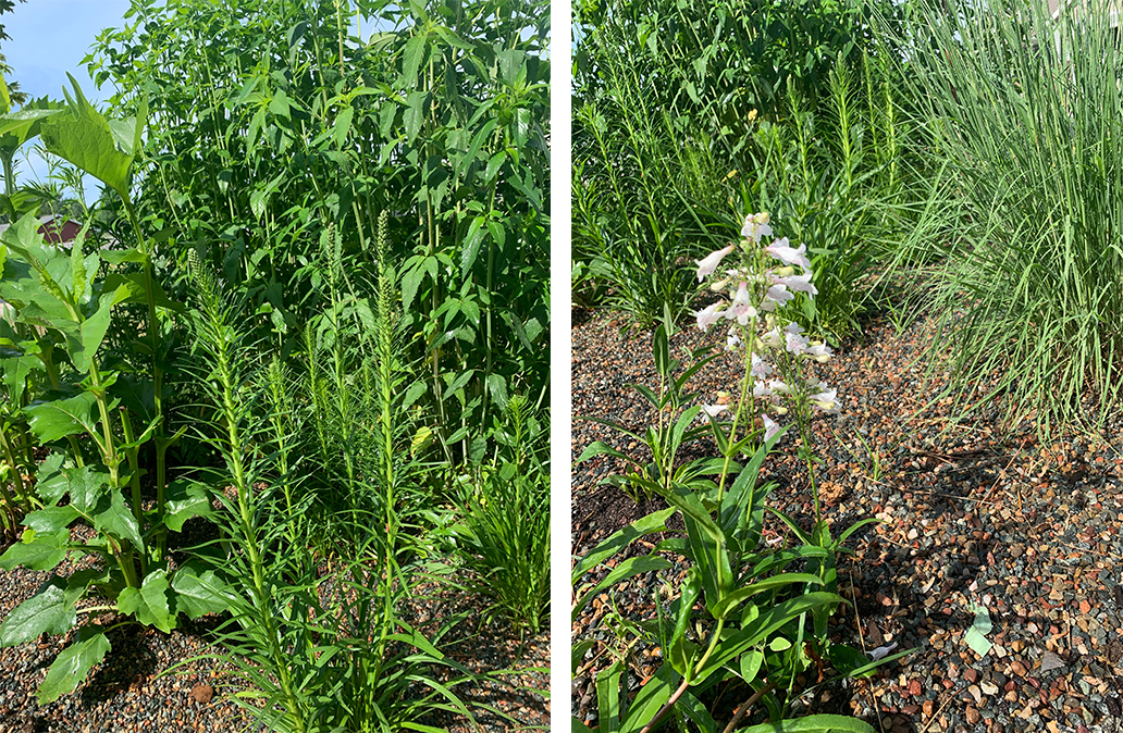 Plants grow tall in the songbird garden