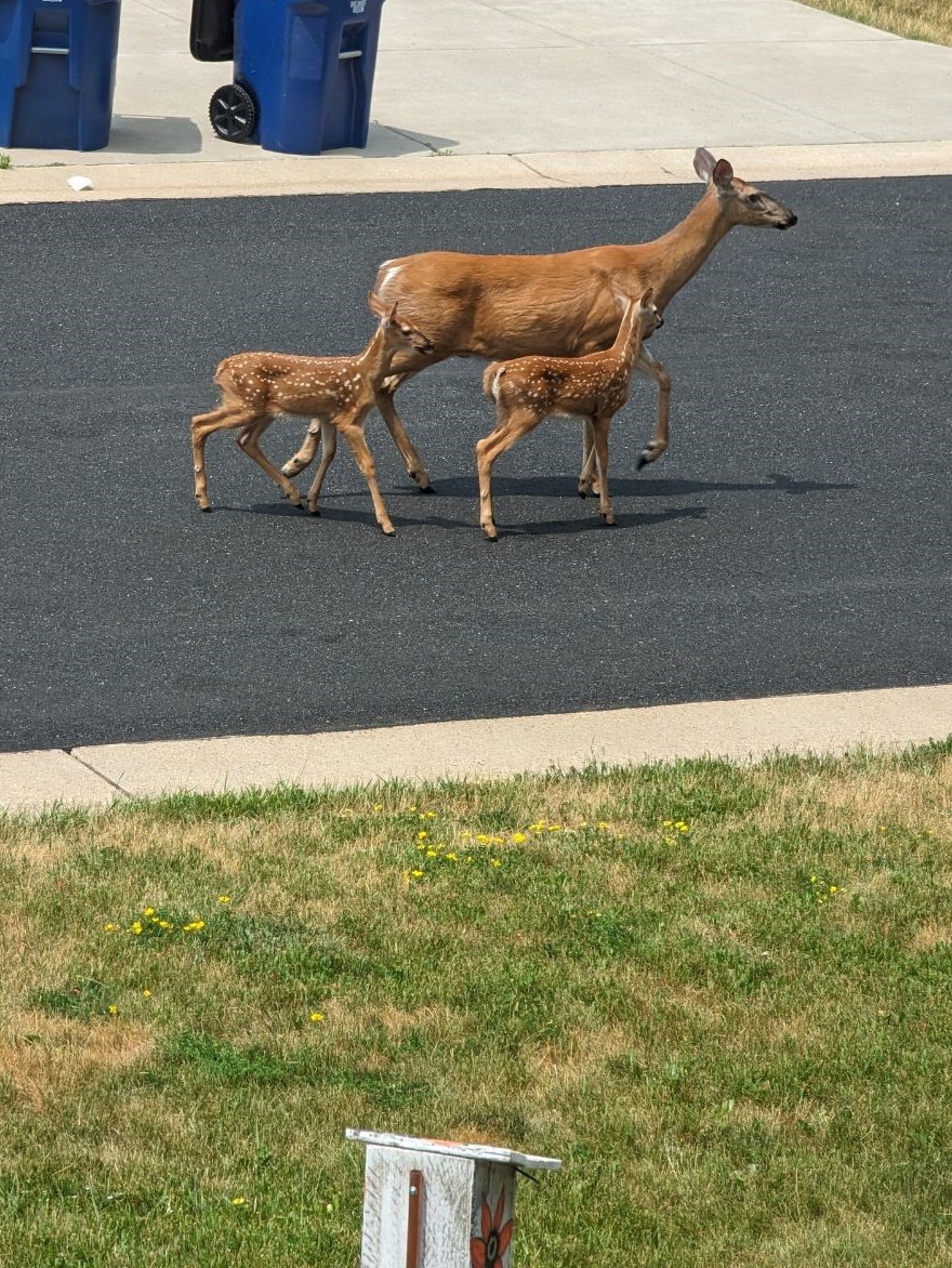 A mother deer and two fawns walk down the road