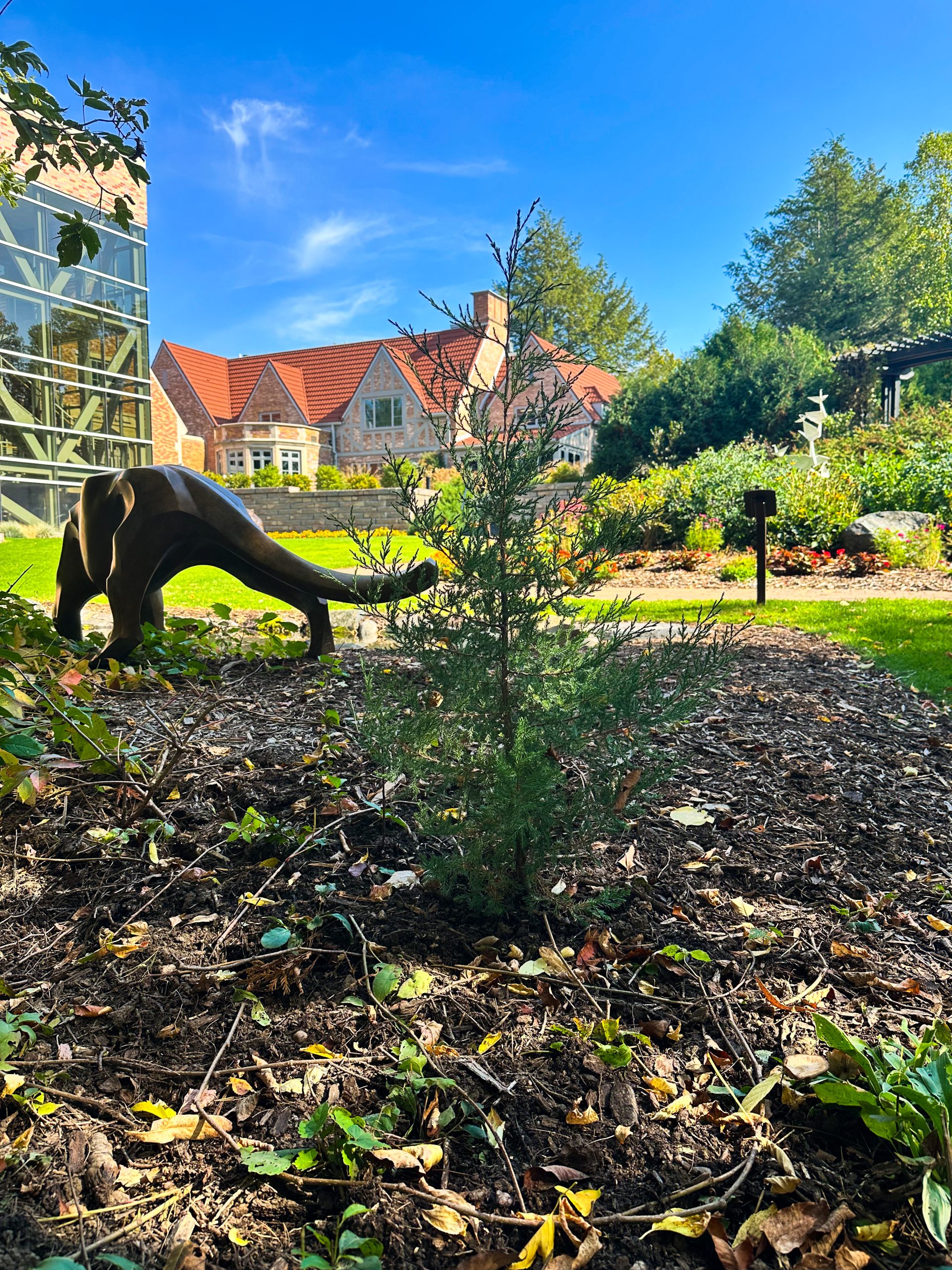 eastern red cedar planted in the garden at the museum