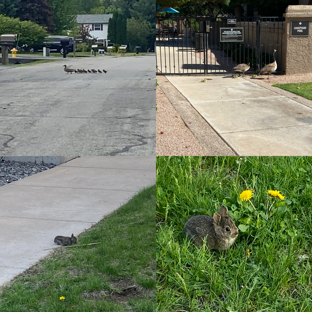 A collage of images. A mother duck and her ducklings crossing a road, a family of geese outside a resort pool, a baby bunny on a sidewalk, and a zoomed in image of the bunny in grass. 