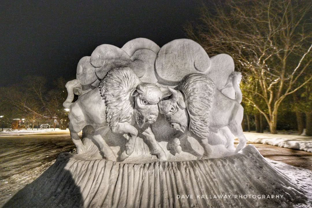 An image of this year's snow sculpture. It is a western-inspired scene with two buffalo head-to-head in a battle.