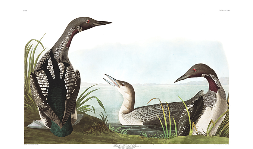 Birding by the Book