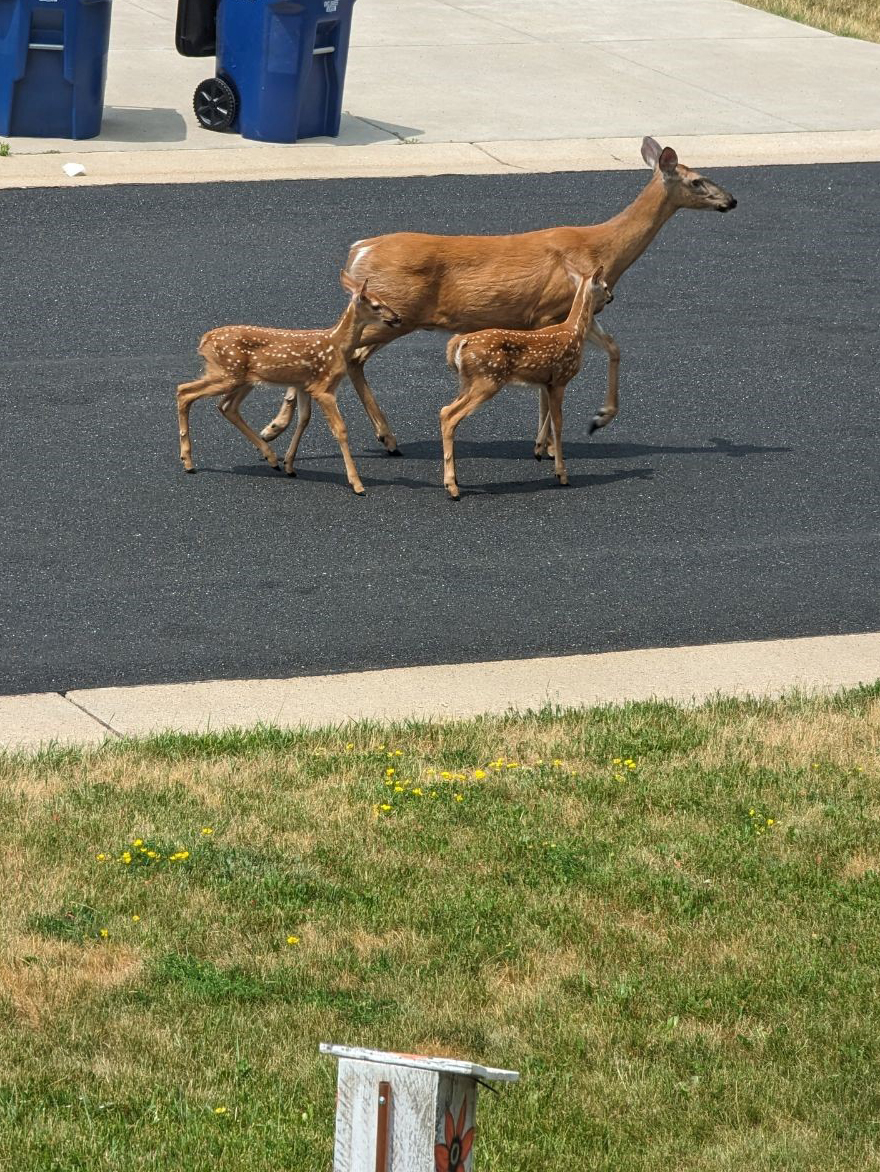 A mother deer and two fawns walk down the road