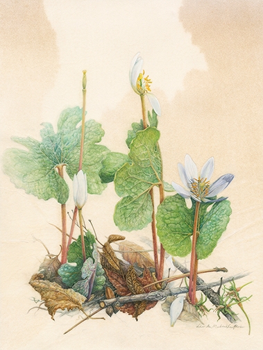 Botanical Art Worldwide: America’s Flora
