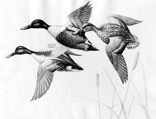 Conservation in Action: Owen J. Gromme’s Winning Federal Duck Stamp