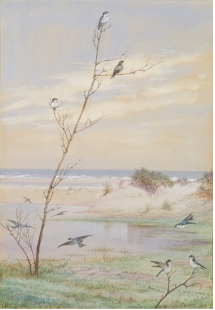 A large body of water visible in the background with a branch in the foreground and a few small birds perching on it.