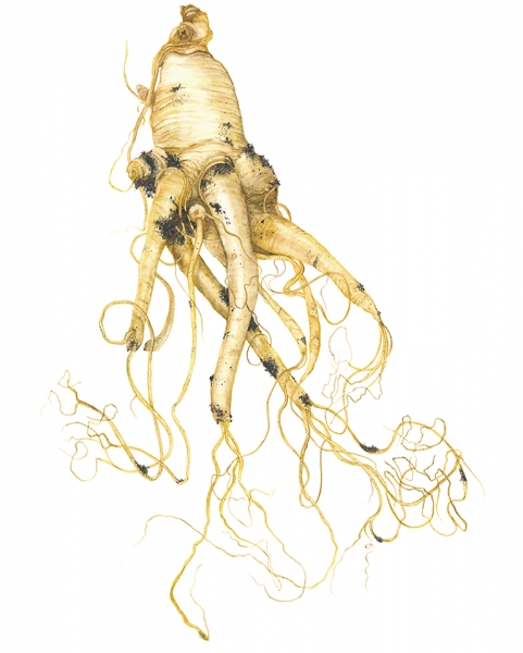 Ginseng: The Treasured Root