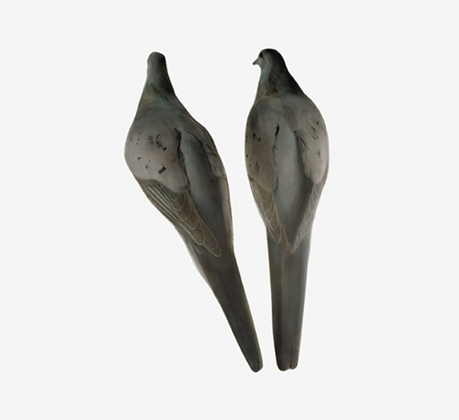 ﻿Legacy Lost & Saved: Extinct and Endangered Birds of North America