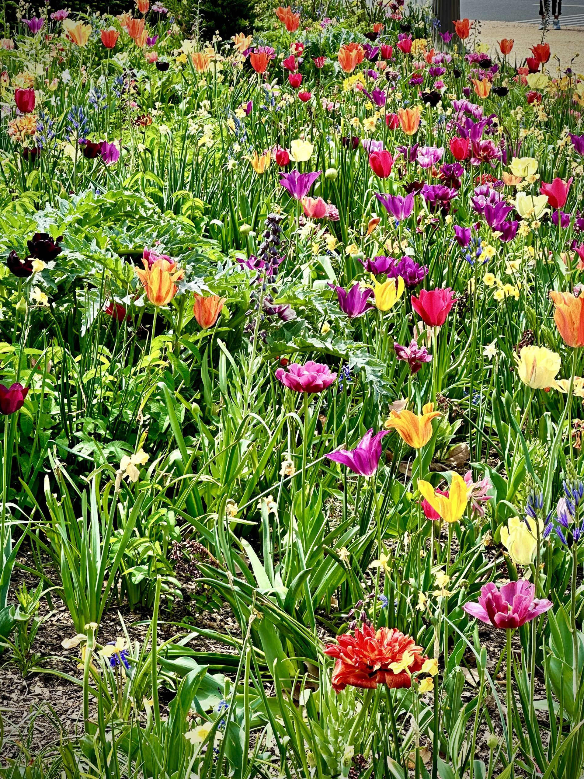 A field of brightly colored tulips