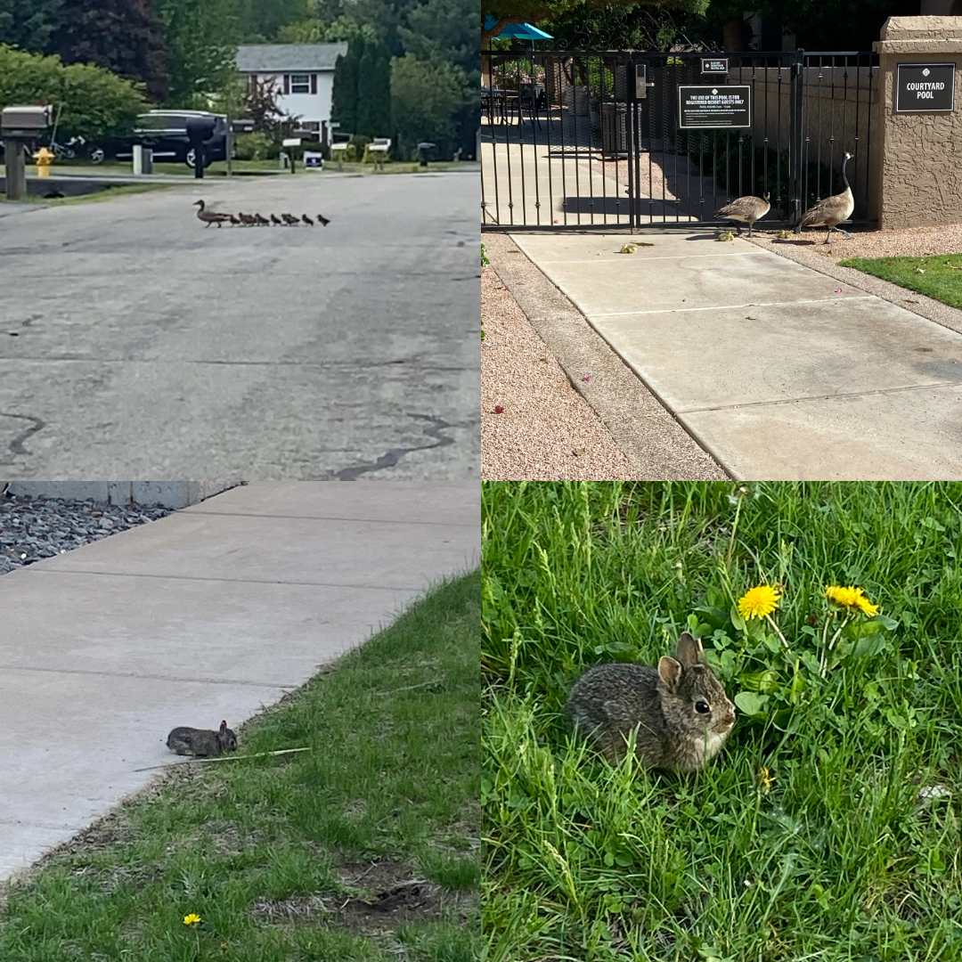 A collage of images. A mother duck and her ducklings crossing a road, a family of geese outside a resort pool, a baby bunny on a sidewalk, and a zoomed in image of the bunny in grass.