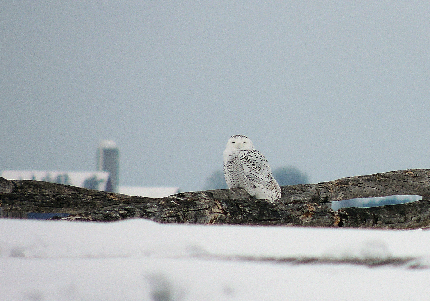 Snowy Owl by Andy McGivern A snowy owl; photo by Andy McGivern
