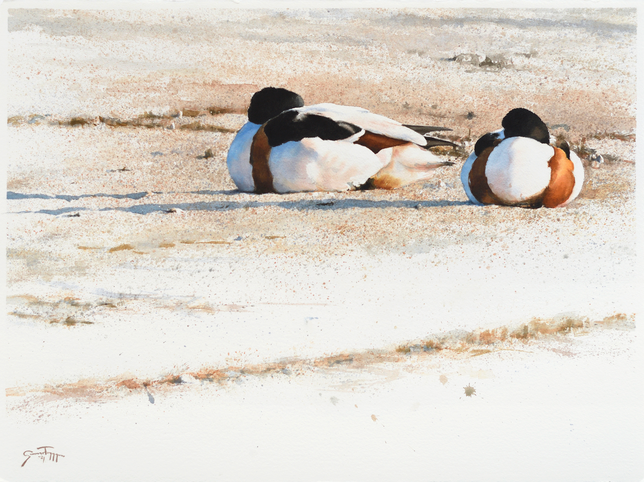 Watercolor painting of two shelducks sleeping in the sun