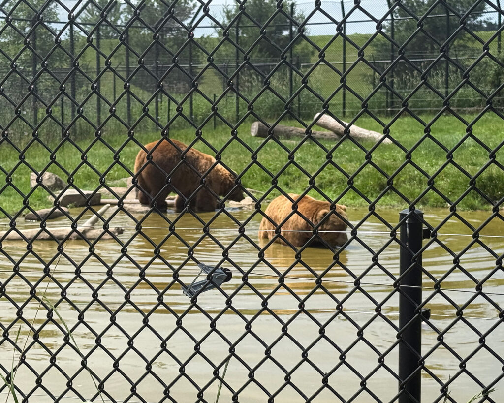 Two brown bears playing in a pond at the zoo